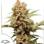 Семена конопли CBG-Force® от Dutch Passion
